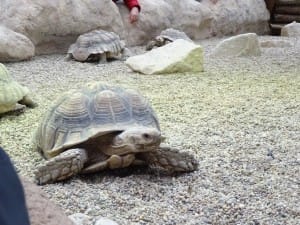 Zoo Wrocław Afrykarium