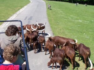 Zoo Safari Dvur Kralove