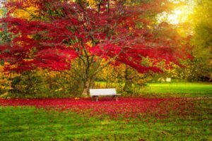 Wycieczka szkolna Arboretum Wojsławice i Niemcza – 1 dzień
